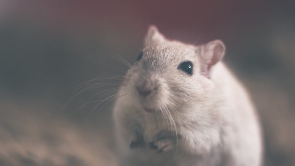 Comment se débarrasser des souris dans un faux plafond — free download