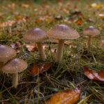 Petits champignons bruns dans une pelouse humide jonchée de feuilles mortes, après la pluie, sous une lumière naturelle douce.
