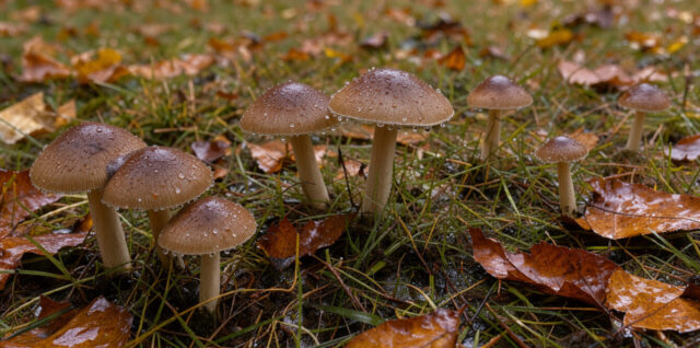Petits champignons bruns dans une pelouse humide jonchée de feuilles mortes, après la pluie, sous une lumière naturelle douce.